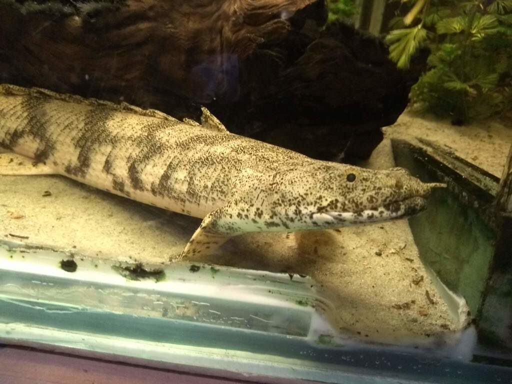 엔드리케리 폴립테루스